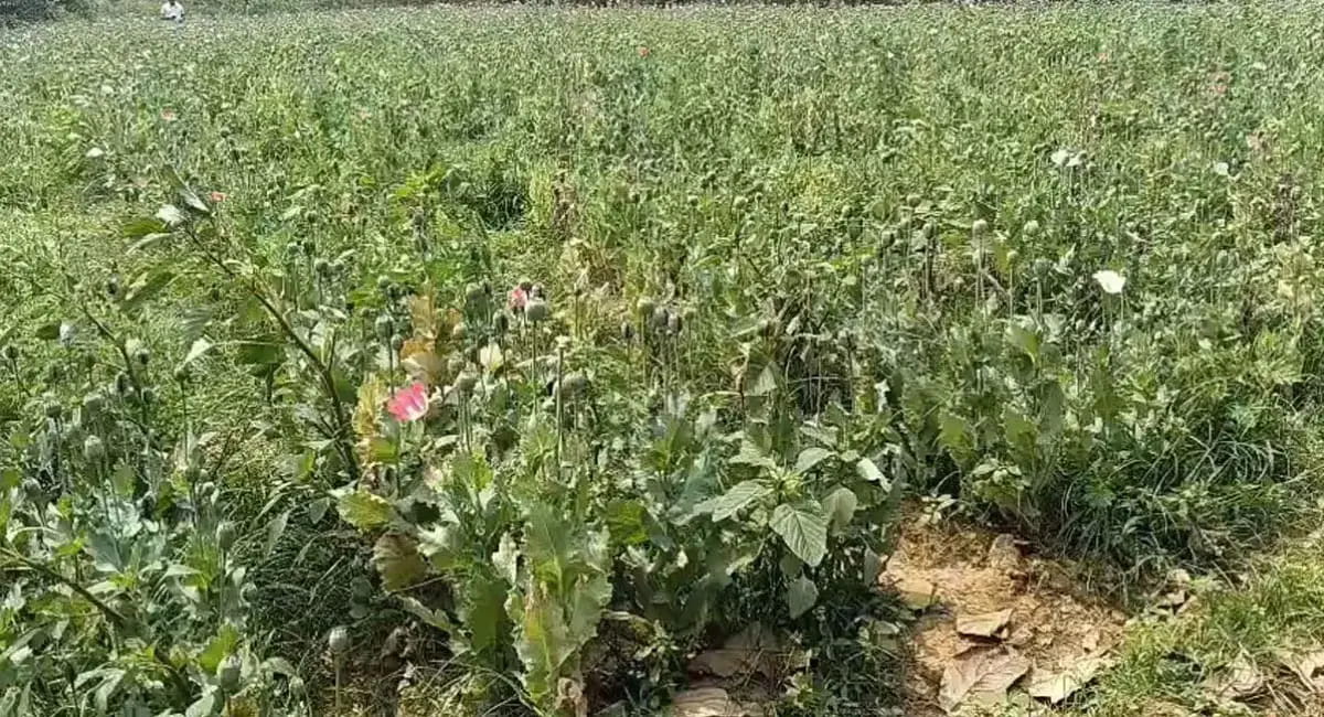 अब रायगढ़ में डेढ़ एकड़ में लहलहाती मिली फसल, 15 दिन में चौथा मामला