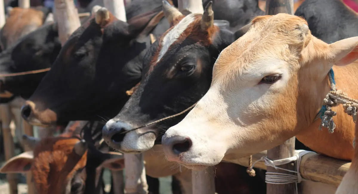 बिना सर्टिफिकेट नहीं कटेगी गाय-भैंस, सार्वजनिक बूचड़खाने भी बंद; नियम तोड़ने पर होगी जेल