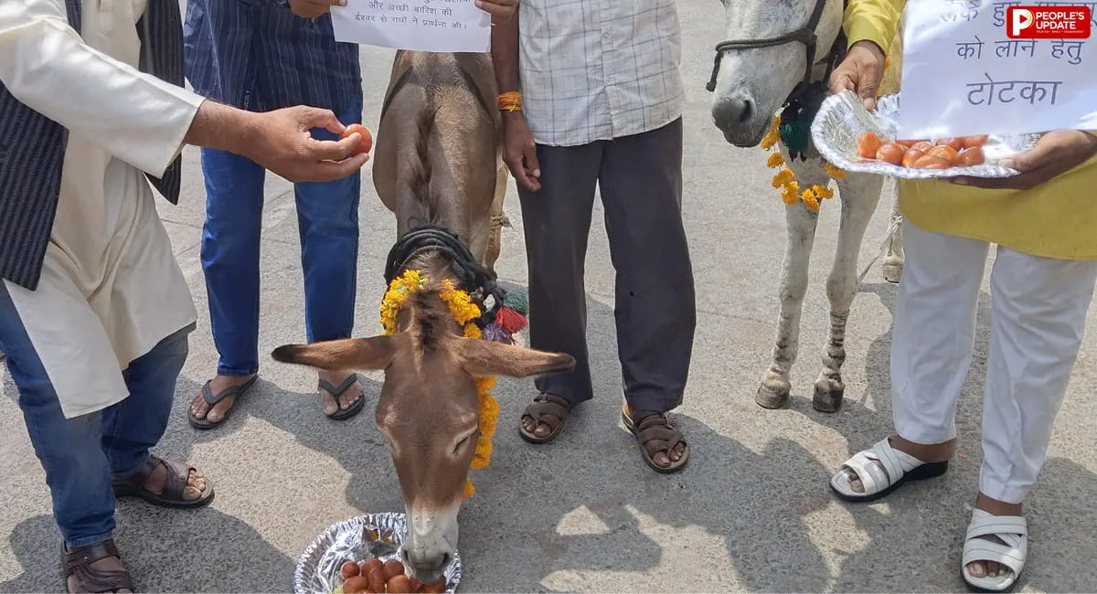 भोपाल में गधों को खिलाए गए गुलाब जामुन, 44 जिलों में बारिश का अलर्ट