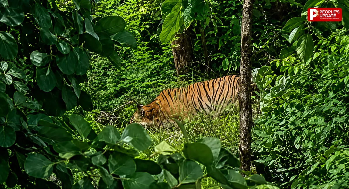 खेतों और फार्म हाउस के पास दिखने का दावा, वन विभाग ने कराई मुनादी- शाम के बाद अकेले न निकलें