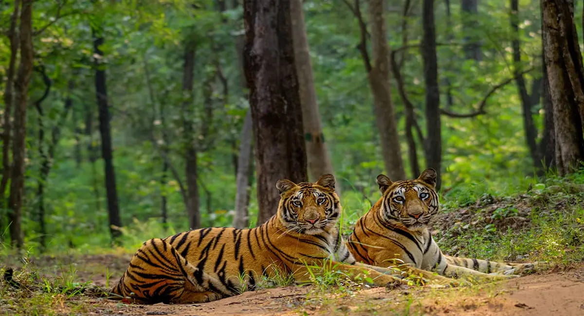 सतपुड़ा टाइगर रिजर्व में फिर हुई बाघ की मौत, सुरक्षा व्यवस्था पर उठे गंभीर सवाल