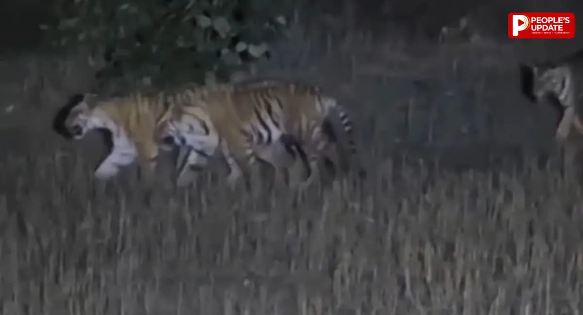स्टेट हाईवे पर बढ़ा ‘टाइगर टेरर’, 48 घंटे में तीन बार हमले की कोशिश; रात का सफर बना चुनौती