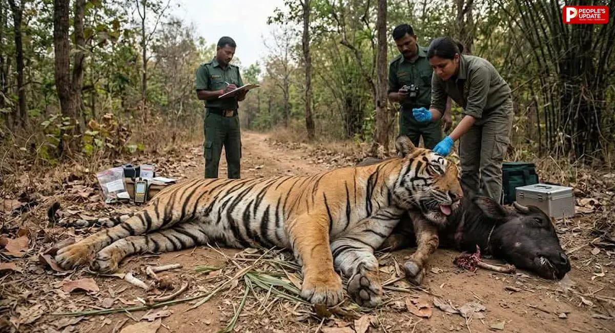 टाइगर रिजर्व में संदिग्ध हालात में नर बाघ की मौत, जहर देने की आशंका; पोस्टमार्टम रिपोर्ट का इंतजार