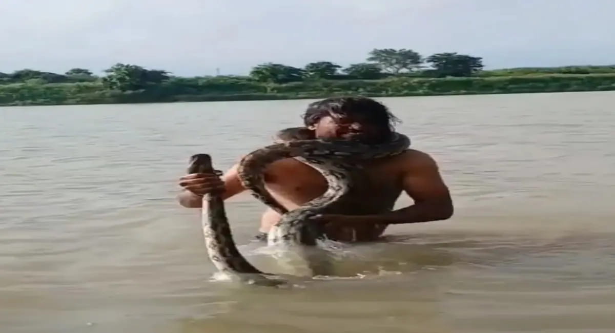 बेतवा नदी में नहाने उतरे युवक को अजगर ने जकड़ा, सर्प मित्र ने बचाई जान