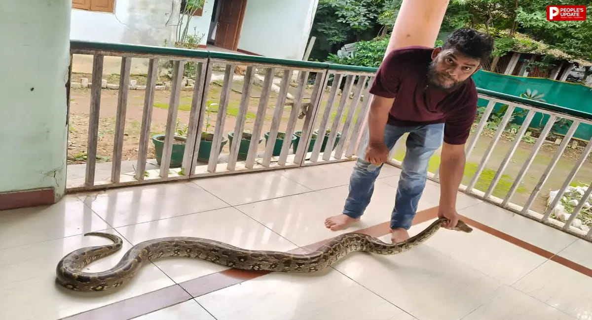 धान के खेत में दिखा 10 फीट लंबा अजगर, वन विभाग की टीम ने सुरक्षित किया रेस्क्यू