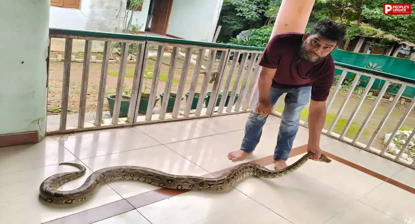 धान के खेत में दिखा 10 फीट लंबा अजगर, वन विभाग की टीम ने सुरक्षित किया रेस्क्यू