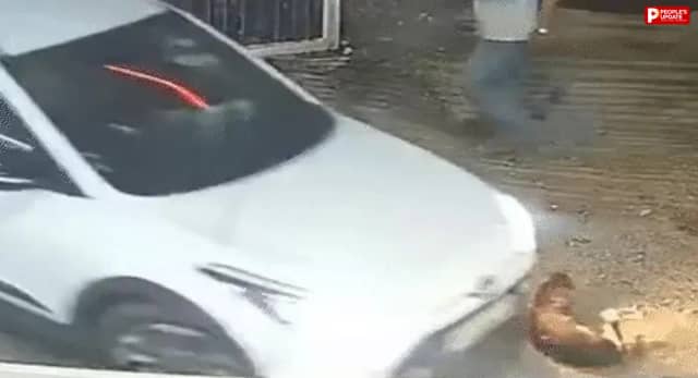 जबलपुर में डॉग को कार से कुचलने का आरोप, गुस्साए लोगों ने कार मालिक को पीटा