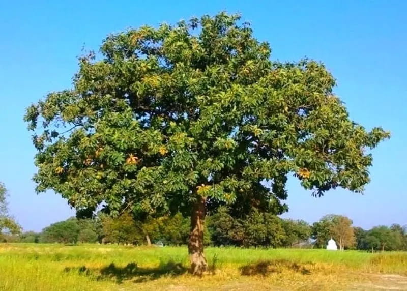 महुआ जंगल का खजाना, साइटिका से लेकर त्वचा की बीमारियों में असरदार, औषधीय गुणों से भरपूर यह पेड़ कई बीमारियों में लाभकारी