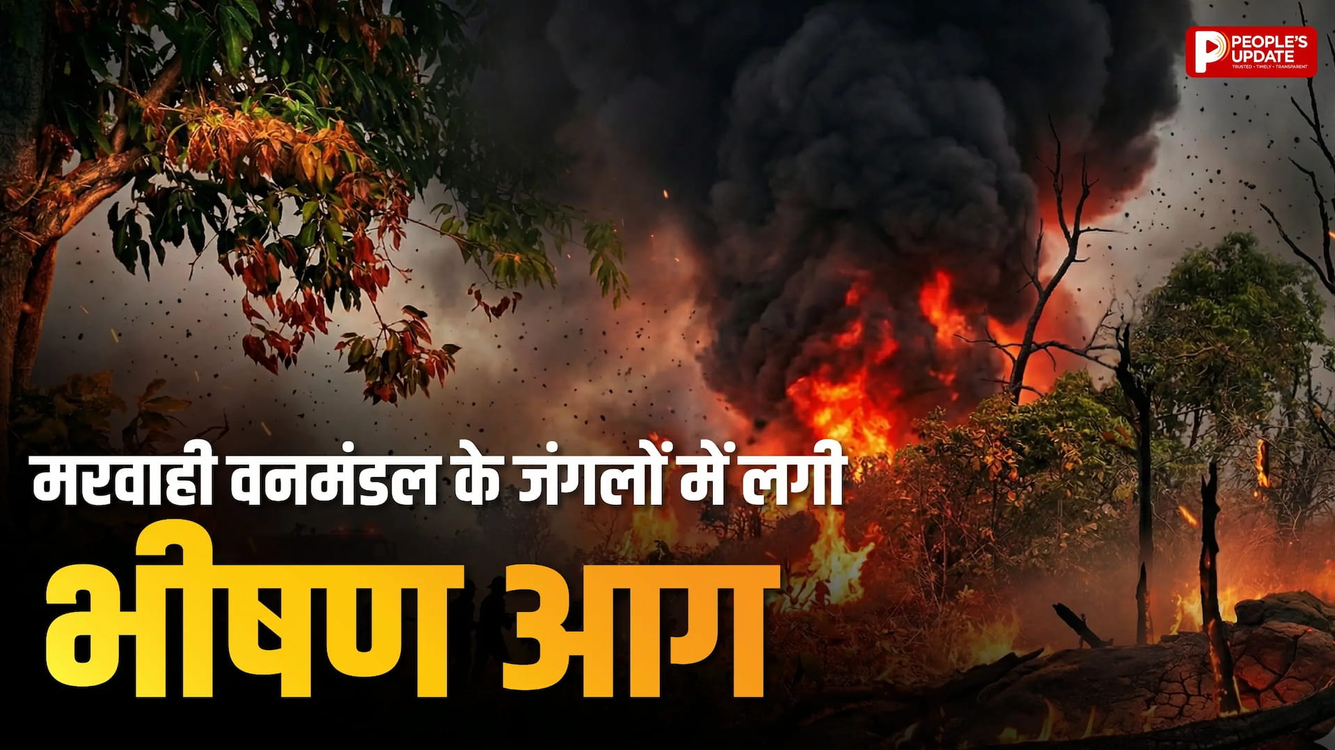 मरवाही वनमंडल के जंगलों में लगी भीषण आग, कई इलाकों में दिखीं लपटें, सिस्टम फिर नाकाम !