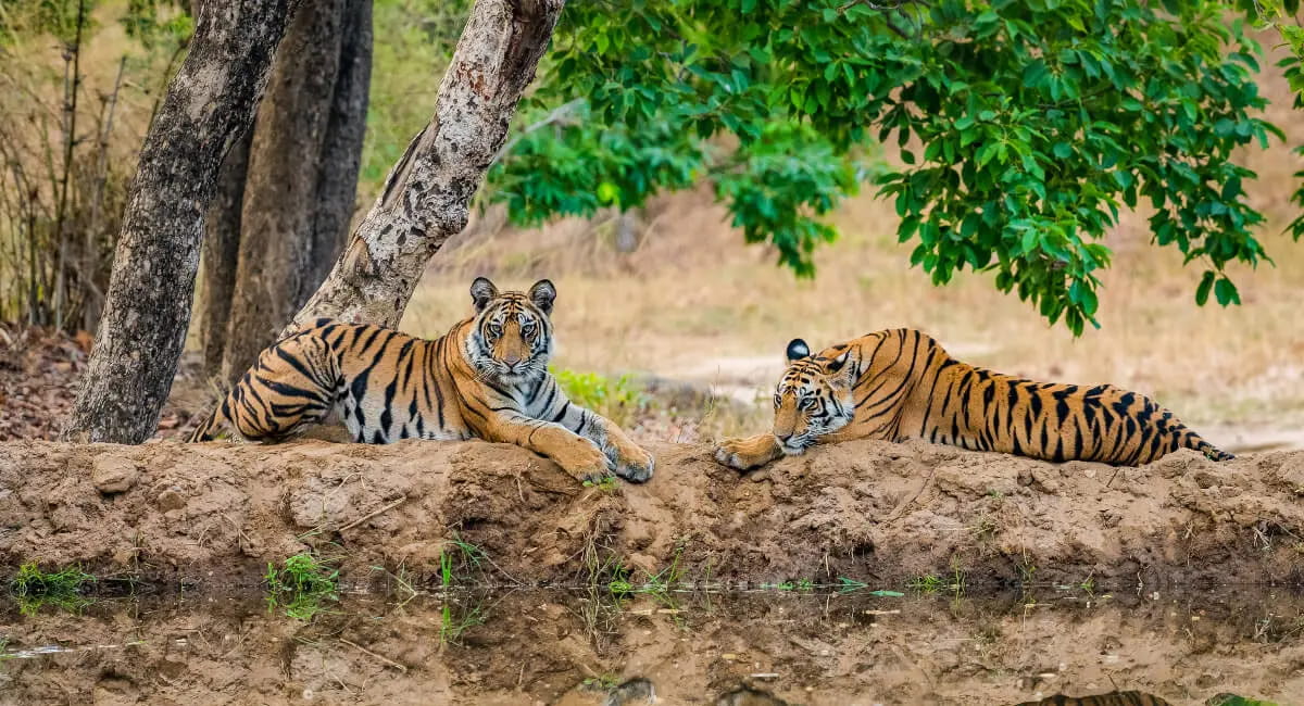 कान्हा टाइगर रिजर्व में बाघों की मौत का खुलासा; 4 शावकों की मौत से मचा हड़कंप, इन कारणों से गई थी जान