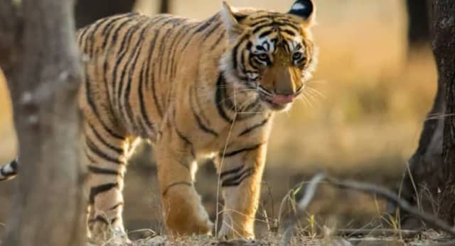 बांधवगढ़ में हमलावर बाघ की मौत, दोबारा शव का होगा पोस्टमार्टम