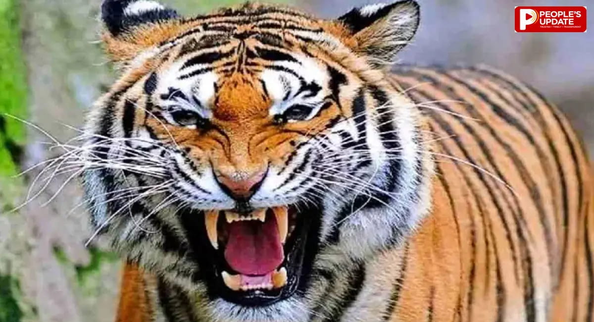 बांधवगढ़ टाइगर रिजर्व में पर्यटकों के सामने आक्रामक हुई बाघिन 'रॉ', वीडियो वायरल
