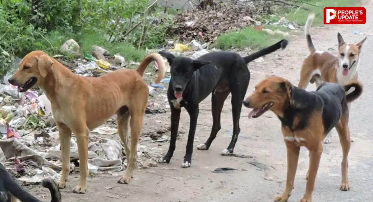 रायपुर में कुत्तों को खाना खिलाने के लिए नए नियम, 70 वार्डों में बने फीडिंग जोन