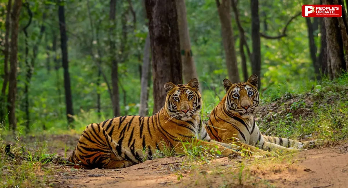 अब 1 अक्टूबर को खुलेंगे मढ़ई के गेट, कोर जोन में जाने पर लगेगी पाबंदी