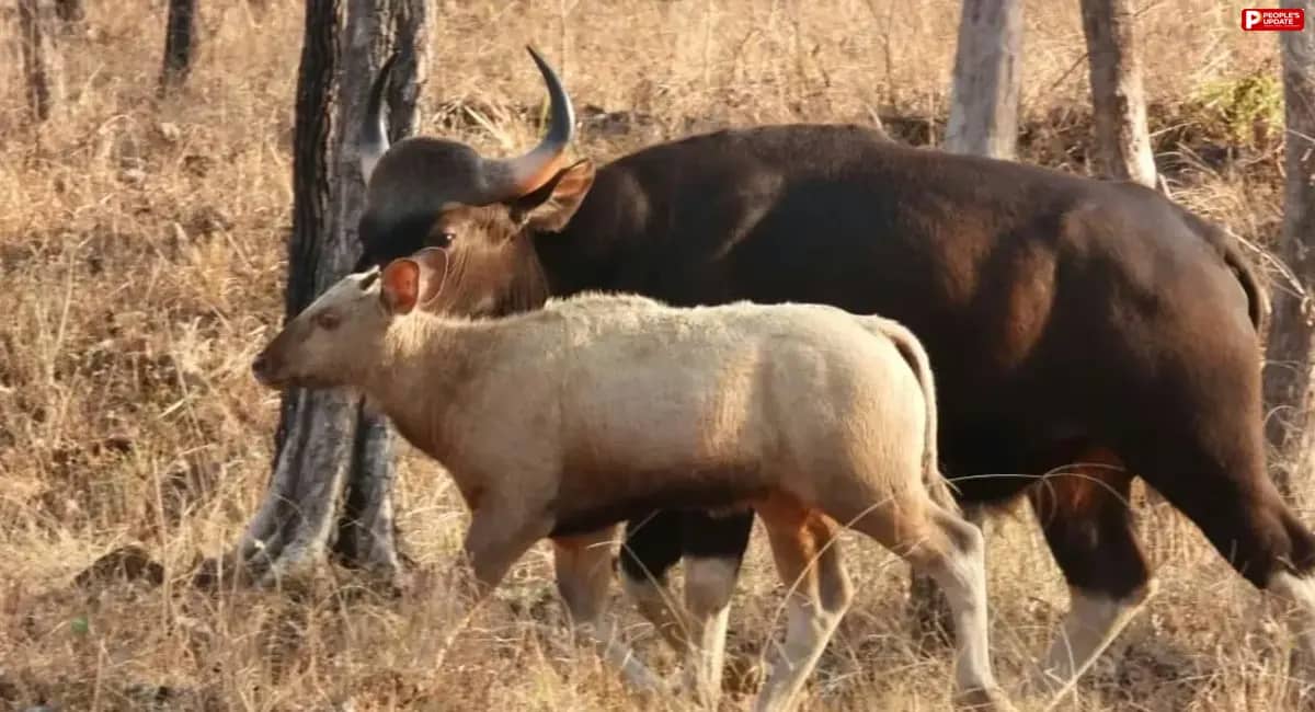 सतपुड़ा टाइगर रिजर्व में दिखे सफेद सांभर और बायसन, पर्यटक कर रहे दीदार