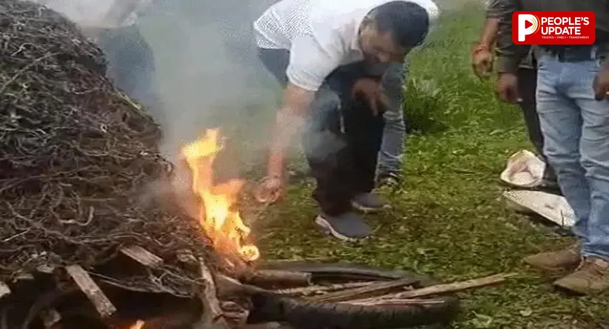 डिंडौरी में पेड़ों पर बोरर कीट ने मचाई तबाही, डेढ़ लाख पेड़ों की कटाई शुरू