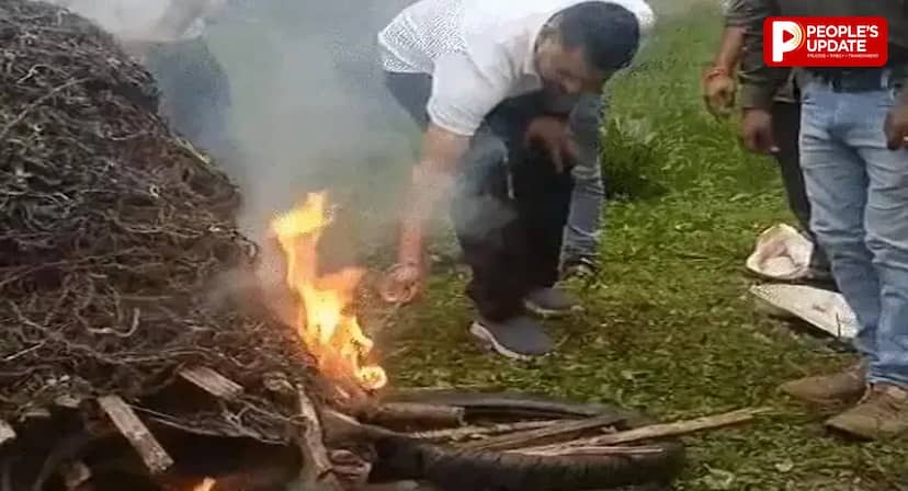 डिंडौरी में पेड़ों पर बोरर कीट ने मचाई तबाही, डेढ़ लाख पेड़ों की कटाई शुरू