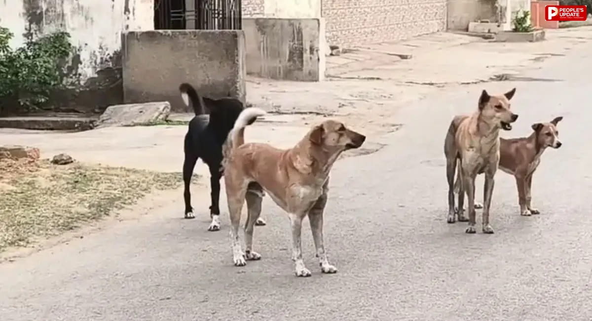 भोपाल में नसबंदी दोगुनी फिर भी डॉग बाइट के मामले बढ़े, 4 साल में 45 हजार से 96 हजार पहुंचा आंकड़ा