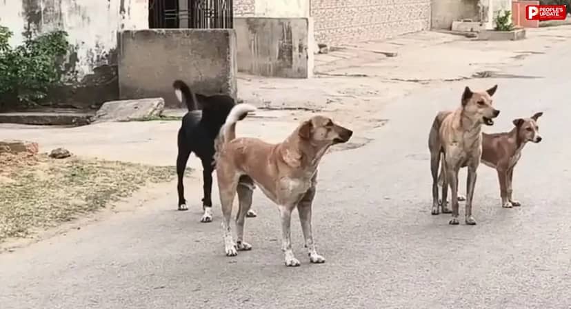 भोपाल में नसबंदी दोगुनी फिर भी डॉग बाइट के मामले बढ़े, 4 साल में 45 हजार से 96 हजार पहुंचा आंकड़ा