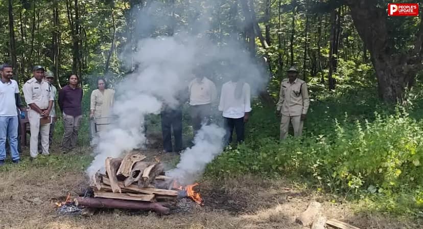 सोहागपुर में तेंदुआ शावक का अंतिम संस्कार, सड़क हादसे में हुई थी मौत