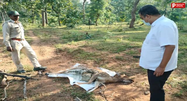 सतपुड़ा टाइगर रिजर्व में मृत मिला चीतल, शव परीक्षण में आवारा कुत्तों के हमले की आशंका