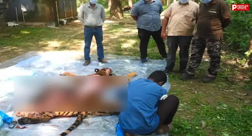 मंडला: कान्हा नेशनल पार्क में इलाज के दौरान बाघिन की मौत, एक महीने से कमजोर थी
