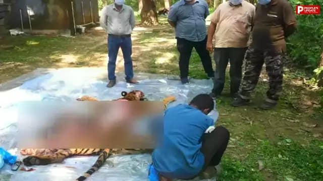मंडला: कान्हा नेशनल पार्क में इलाज के दौरान बाघिन की मौत, एक महीने से कमजोर थी