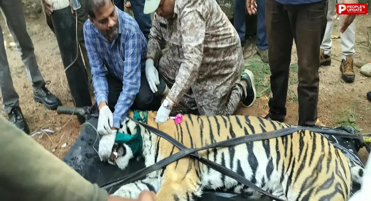 मंडला में घर की बाड़ी में घुसा बाघ का रेस्क्यू, महिला पर हमले के बाद वन विभाग ने बढ़ाई थी निगरानी