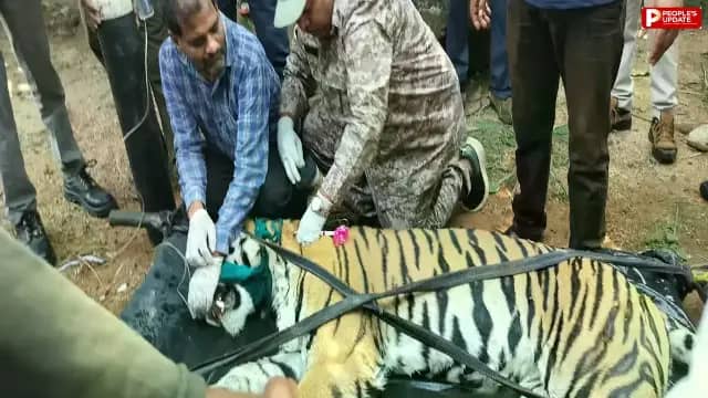 मंडला में घर की बाड़ी में घुसा बाघ का रेस्क्यू, महिला पर हमले के बाद वन विभाग ने बढ़ाई थी निगरानी