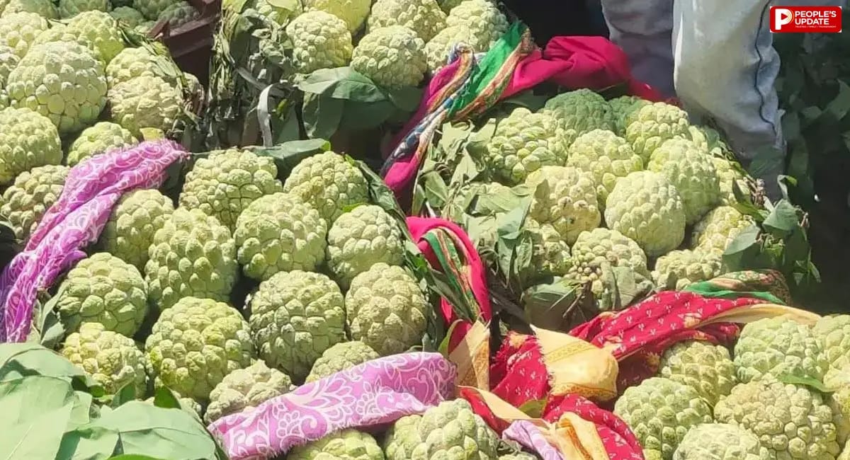 सिवनी के जम्बो सीताफल की साख बचाने की अपील, कच्चे फल तोड़ने और बेचने से बचें किसान