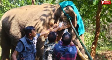 बांधवगढ़ में रेडियो कॉलर से नर हाथी के गले में हुआ घाव, 10 घंटे चले रेस्क्यू ऑपरेशन के बाद हटाया कॉलर