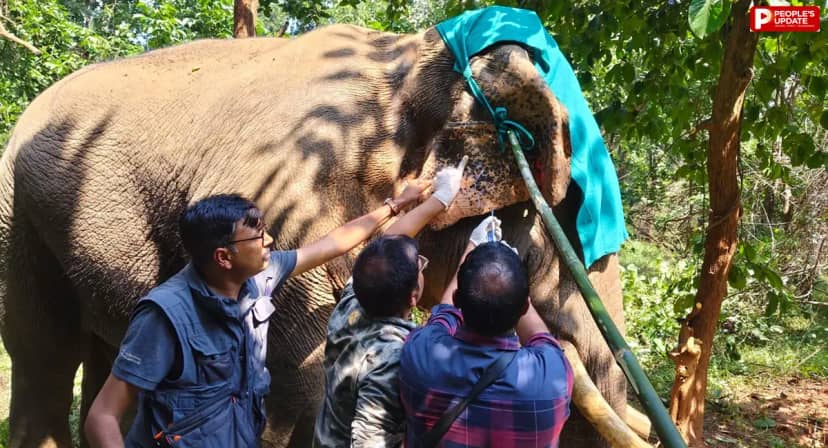 बांधवगढ़ में रेडियो कॉलर से नर हाथी के गले में हुआ घाव, 10 घंटे चले रेस्क्यू ऑपरेशन के बाद हटाया कॉलर