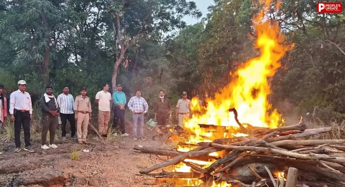 सोहागपुर: सतपुड़ा टाइगर रिजर्व में मृत मिला सांभर, मौत के कारणों की जांच जारी