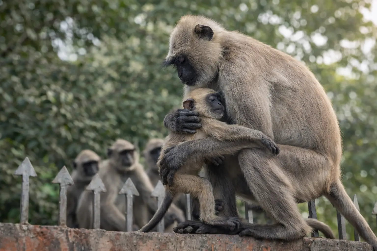 करंट से गई बच्चे की जान, मां लंगूर बार-बार गले लगाकर जगाने की करती रही कोशिश