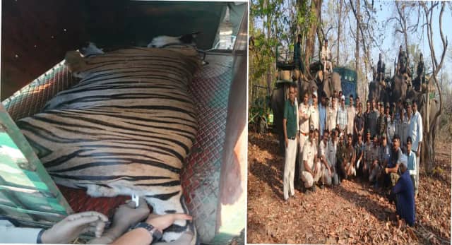3 दिन के हाईटेक ऑपरेशन में Bengal Tiger का रेस्क्यू