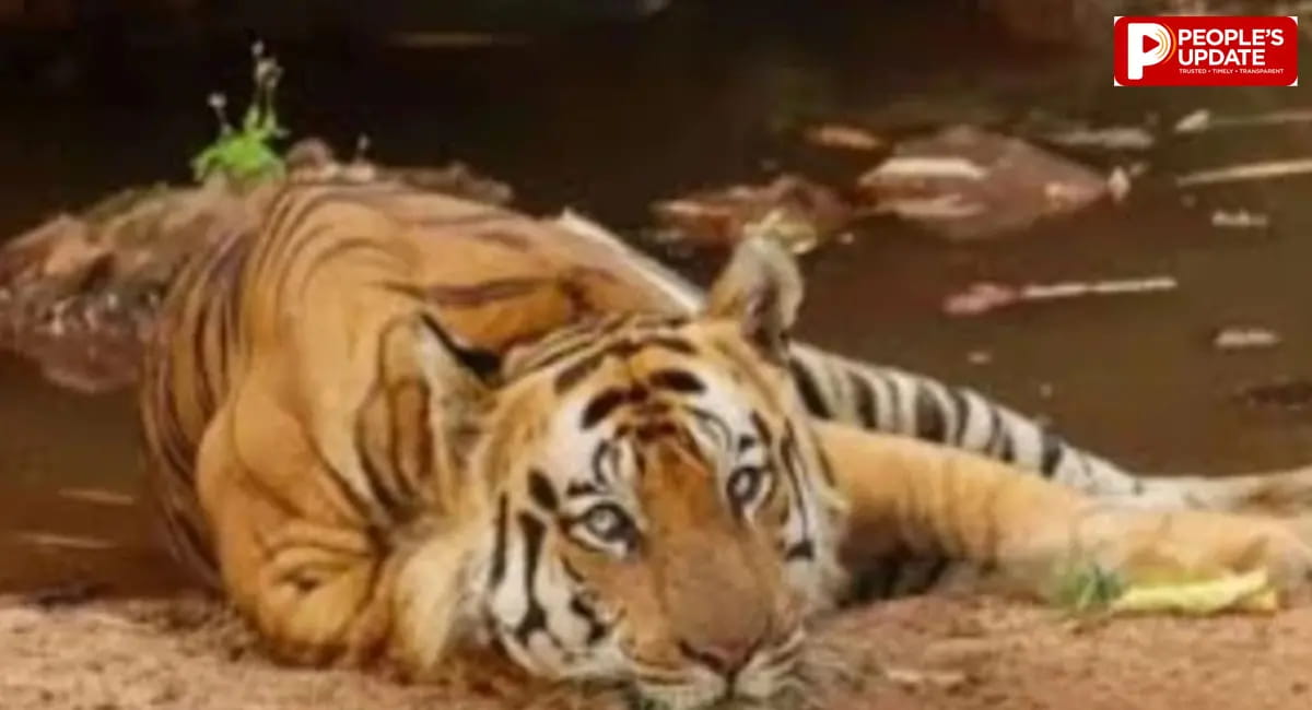 गर्मी और ट्रैंक्यूलाइज दवा के ओवरडोज पर उठे सवाल