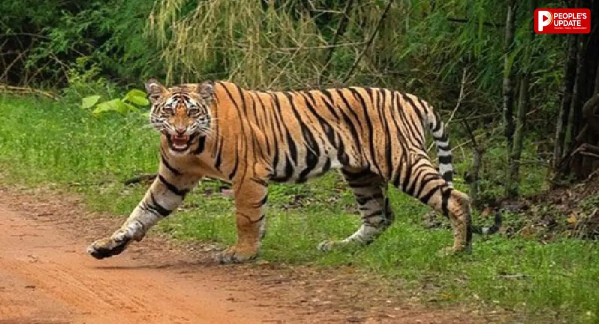 6 महीने में 48 लोगों की मौत, 22 ग्रामीण टाइगर अटैक का शिकार