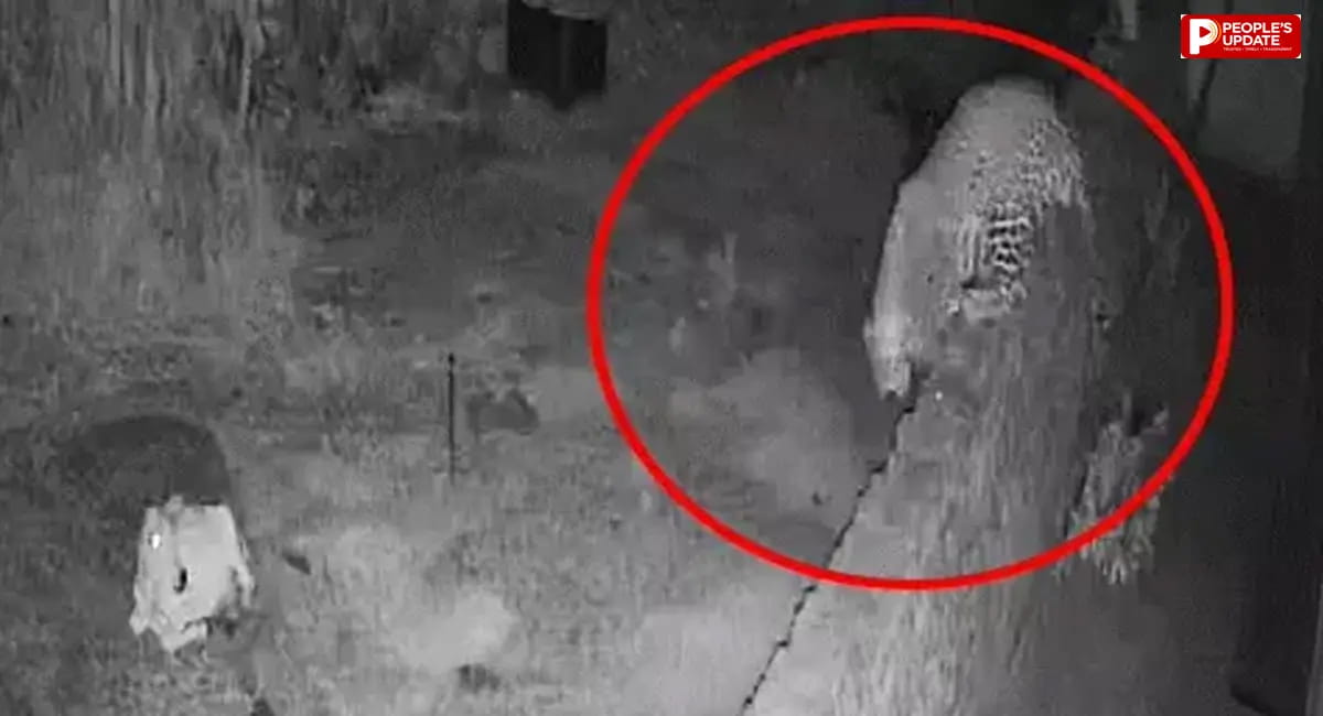 जबड़ों में दबोचकर आंगन से गाय को घसीट ले गया