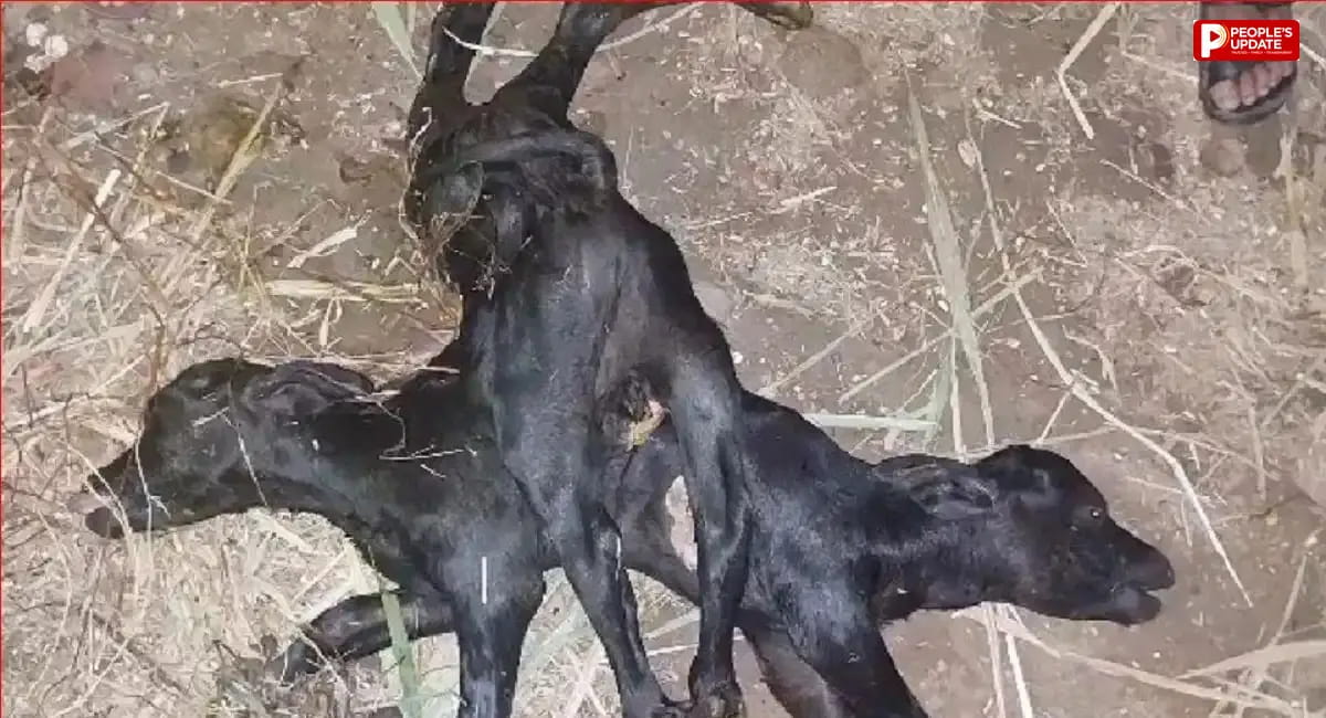 गाय ने दिया बच्चे को जन्म, देखा तो उड़ गए होश... 2 सिर और 8 पैर देख डॉक्टर भी रह गए हैरान
