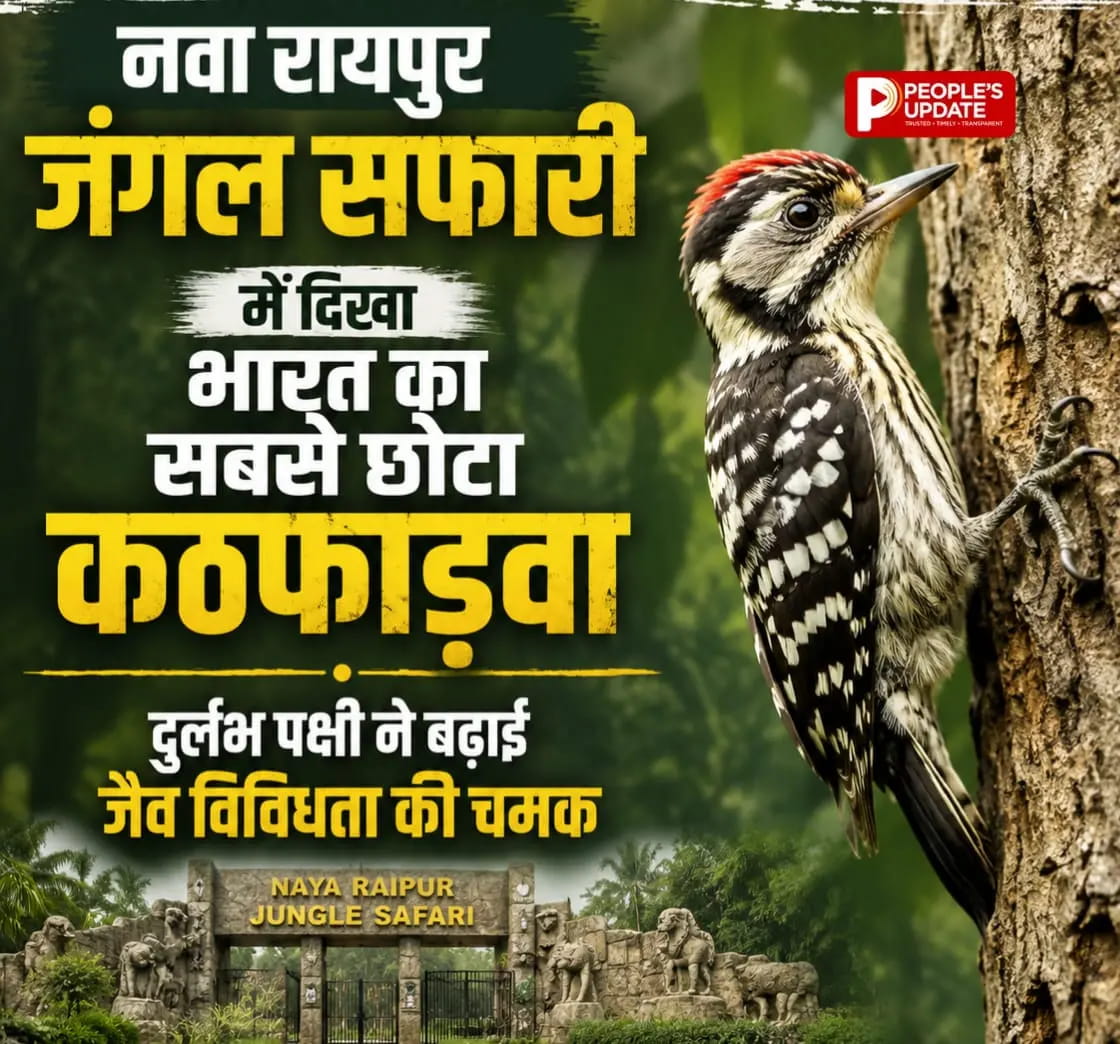 नवा रायपुर जंगल सफारी में दिखा भारत का सबसे छोटा कठफोड़वा, दुर्लभ पक्षी ने बढ़ाई जैव विविधता की चमक