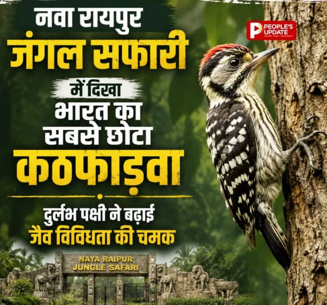 नवा रायपुर जंगल सफारी में दिखा भारत का सबसे छोटा कठफोड़वा, दुर्लभ पक्षी ने बढ़ाई जैव विविधता की चमक