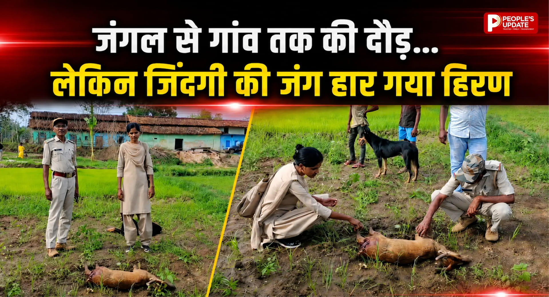 झुंड से बिछड़ा हिरण, गांव में घुसते ही आवारा कुत्तों का हमला, दर्दनाक मौत