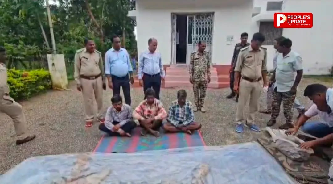 सूरजपुर में बाघ की खाल की तस्करी का भंडाफोड़: खरीदार बनकर वन विभाग ने दबोचे 3 तस्कर, हथियार भी जब्त
