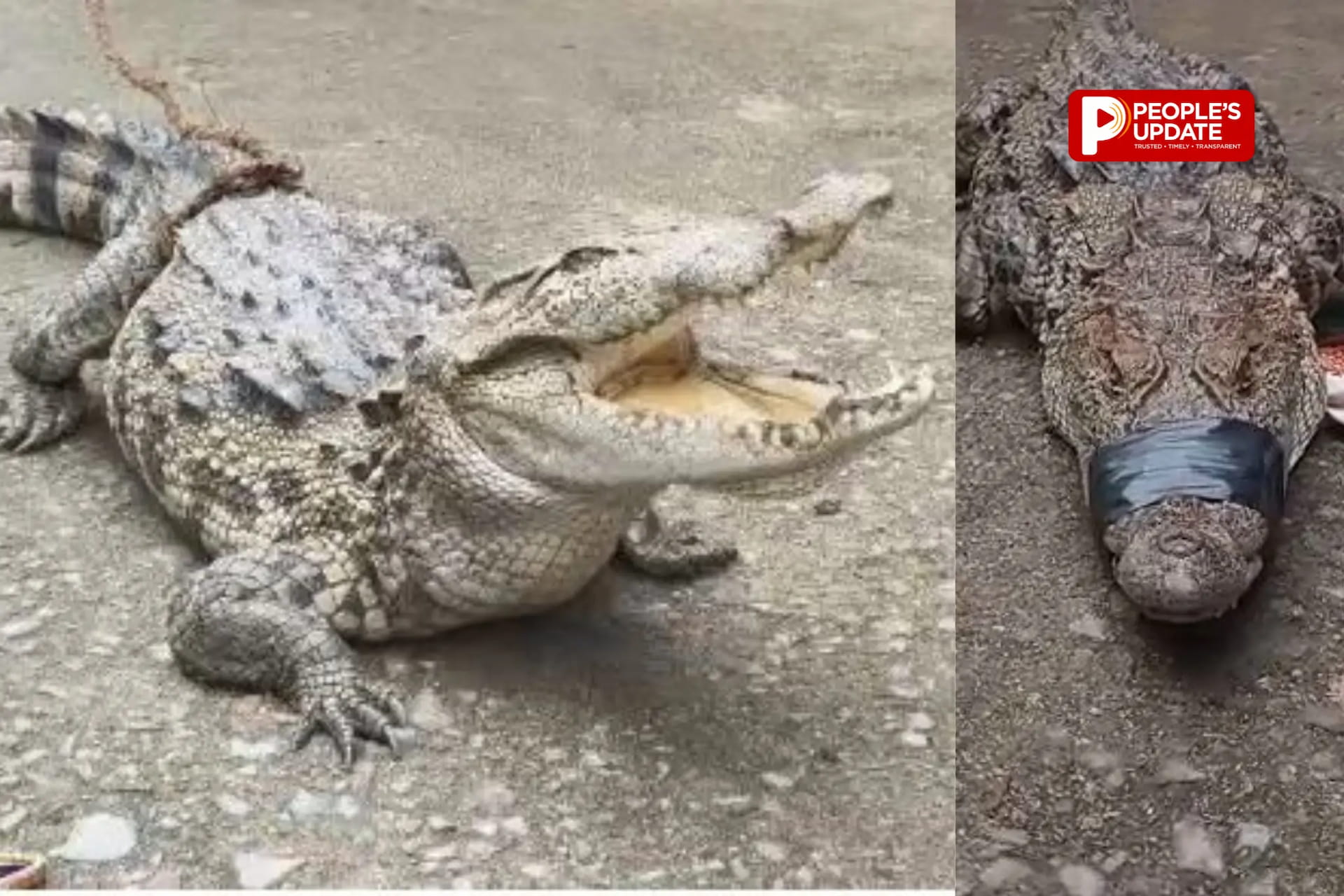 खेत में अचानक दिखा मगरमच्छ, ग्रामीणों में मचा हड़कंप,पकड़कर वन विभाग को दी सूचना