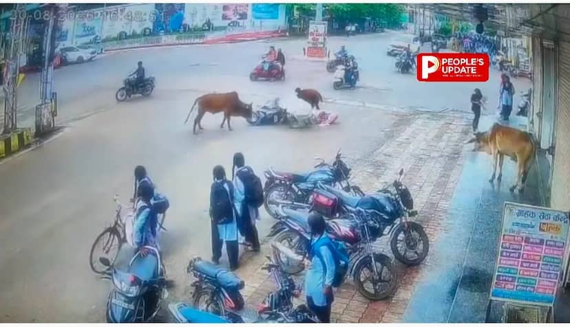 बड़ा हादसा टला: सड़क पर लड़ते सांडों ने स्कूटी सवार महिला को पटका, CCTV में कैद हुआ पूरा VIDEO
