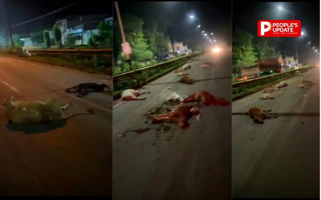 कांकेर में फिर 14 गौवंशों की दर्दनाक मौत,नेशनल हाईवे पर अज्ञात वाहन ने रौंदा