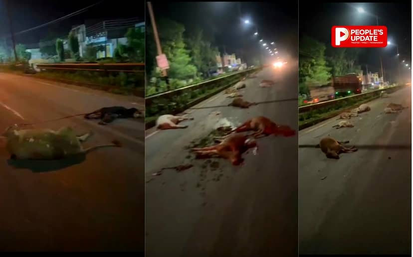 कांकेर में फिर 14 गौवंशों की दर्दनाक मौत,नेशनल हाईवे पर अज्ञात वाहन ने रौंदा
