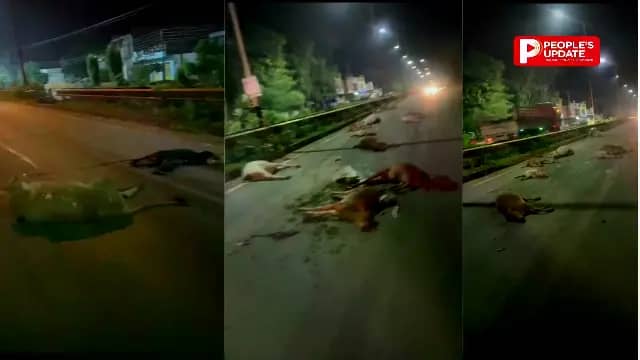 कांकेर में फिर 14 गौवंशों की दर्दनाक मौत,नेशनल हाईवे पर अज्ञात वाहन ने रौंदा