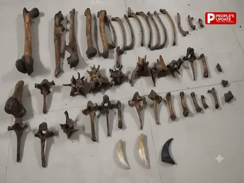 छग बार्डर में बाघ की 43 हड्डियां, 2 दांत और जिंदा पेंगोलिन के साथ अंतरराज्यीय तस्करी गिरोह के 6 सदस्य गिरफ्तार