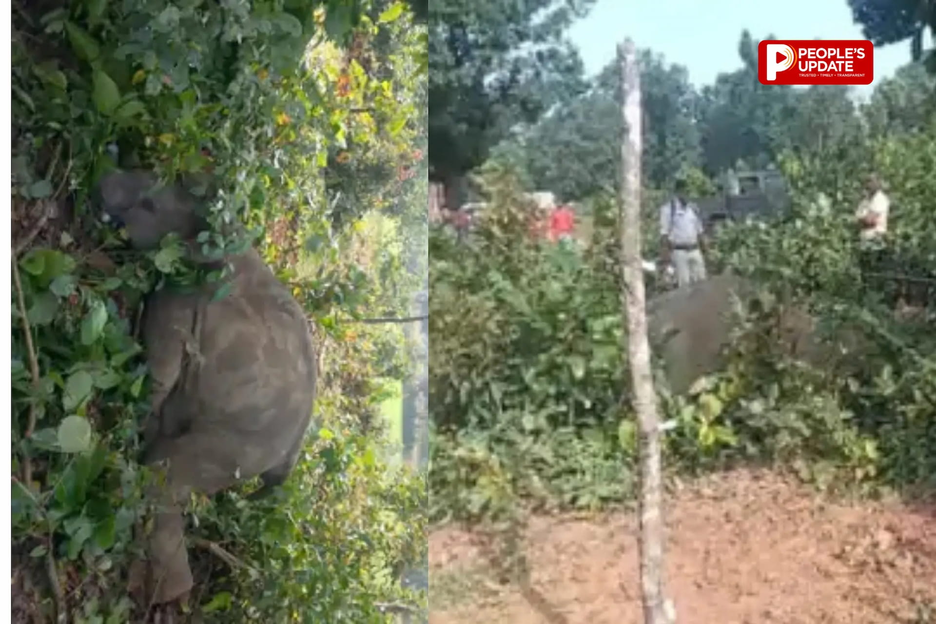 अंबिकापुर में करंट से हाथी शावक की तड़पकर मौत, रातभर चिंघाड़ता रहा 27 हाथियों का दल